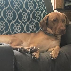 Meet your Posher, Adam